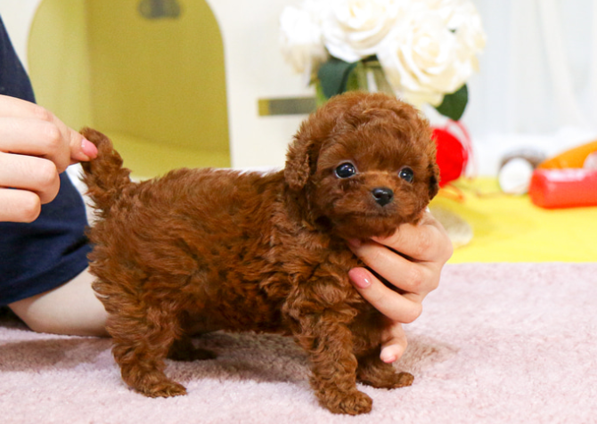 TOY POODLE YAVRULARIM